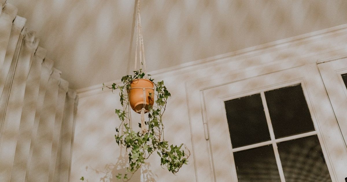A hanging plant against patterned shadows on a wall and window.